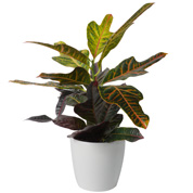 Croton Excellent + Cache pot Blanc